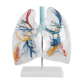 LUNG02 (12499) Árvore brônquica com laringe e pulmões transparentes, 2 vezes vida em tamanho normal, modelos de anatomia&gt; modelos de pulmão